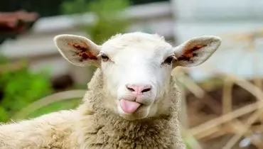 خوردن کدام اعضای گوسفند حرام است؟