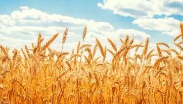 دلار برای واردات گندم در ۲۸ هزار و ۵۰۰ تومان ثابت ماند