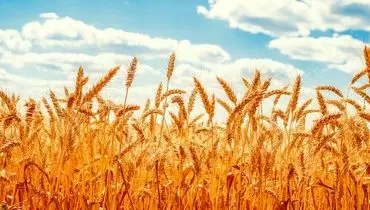 دلار برای واردات گندم در ۲۸ هزار و ۵۰۰ تومان ثابت ماند