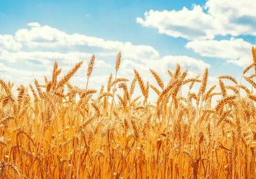 ۴۰ سال تجربه نشان داد؛ ارز ترجیحی زیان‌بار است و باید حذف شود