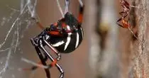 مشاهده یکی از سمی ترین عنکبوت های دنیا در جزیره قشم+ فیلم 
