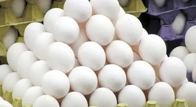قیمت هر کیلو تخم مرغ درب مرغداری ۵۰ هزار تومان؛ خرید حمایتی تا رسیدن بازار به تعادل ادامه دارد