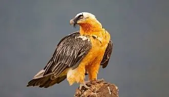 ثبت نخستین زادآوری گونه نادر هما در منطقه حفاظت‌شده قیصری کوهرنگ+ فیلم