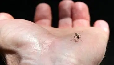 گسترش فعالیت پشه آئدس با بارش‌های پاییزی