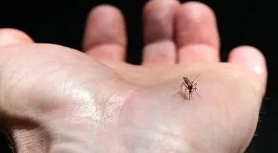 گسترش فعالیت پشه آئدس با بارش‌های پاییزی