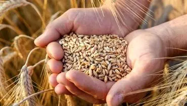 قیمت نهایی خرید تضمینی گندم تعیین شد / جزئیات مصوبه جدید دولت