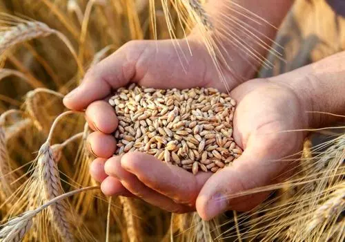 قیمت نهایی خرید تضمینی گندم تعیین شد / جزئیات مصوبه جدید دولت