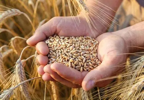 آخرین خبر از تغییر قیمت گندم