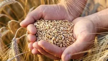 قیمت نهایی خرید تضمینی گندم تعیین شد / جزئیات مصوبه جدید دولت