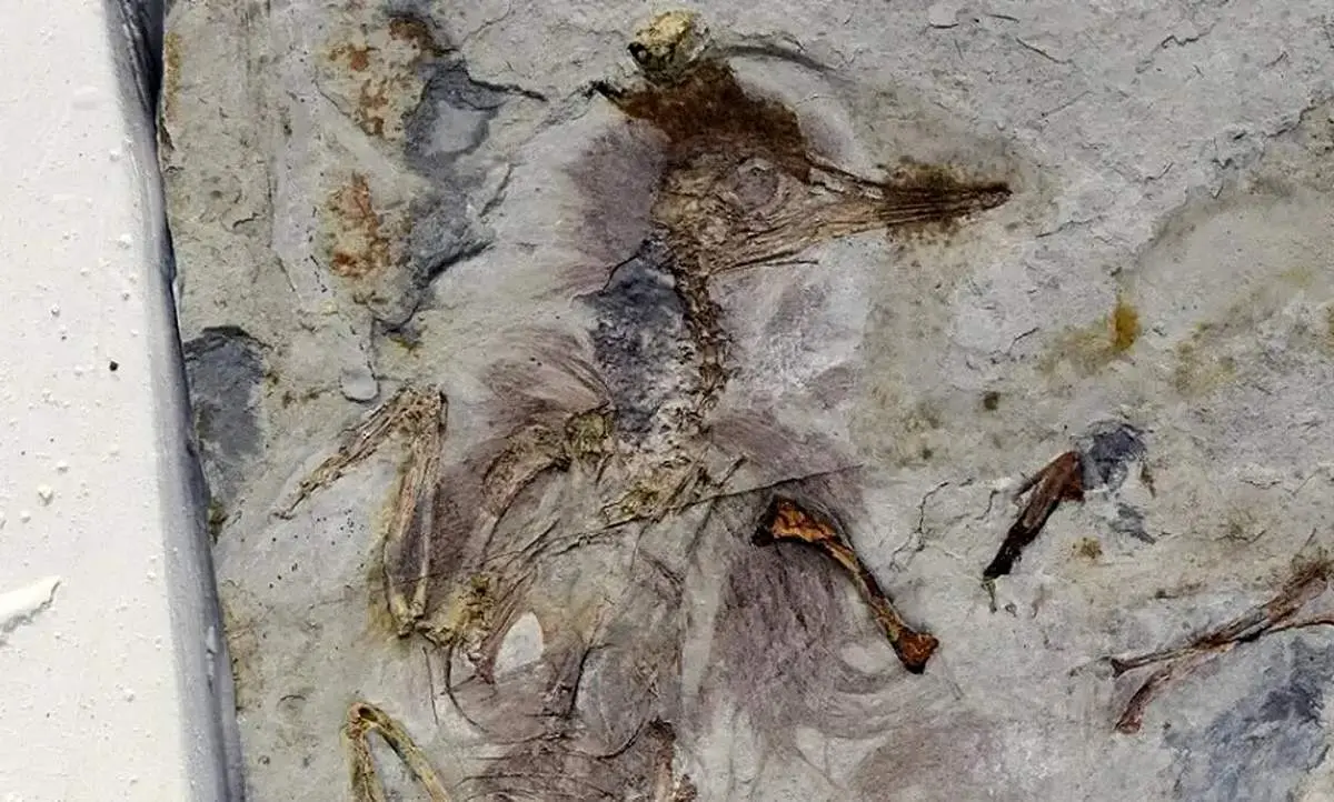 راز باستانی پرنده ۱۲۰ میلیون ساله فاش شد + عکس