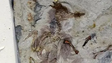 راز باستانی پرنده ۱۲۰ میلیون ساله فاش شد + عکس