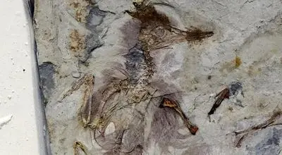 راز باستانی پرنده ۱۲۰ میلیون ساله فاش شد + عکس