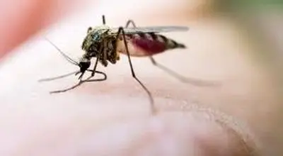 رایحه هایی که پشه ها را دور می کنند