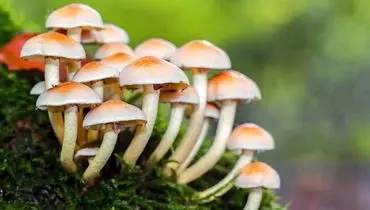 صدای زیبا و باورنکردنی قارچ ها در جنگل+ فیلم