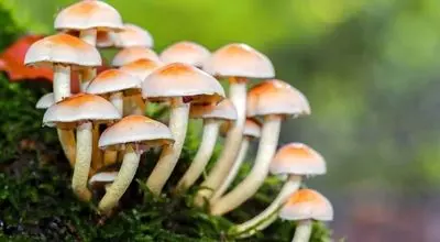 این قارچ عامل عامل قوی ضدپیری دارد