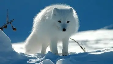 ویدئویی مسحورکننده از یک روباه سفید برفی


