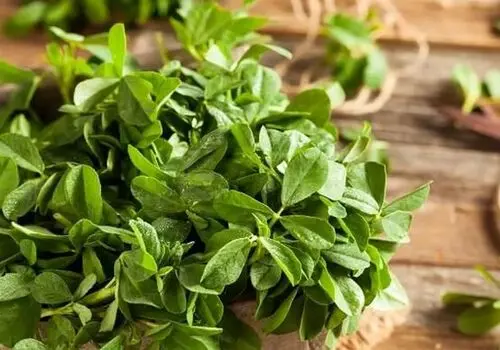  معرفی سبزی شنبلیله 
