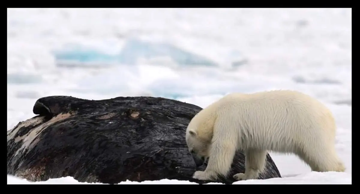 خرس ۳۰۰ کیلویی در حال خوردن نهنگ ۴۰ هزار کیلویی؛ عکس برگزیده ۲۰۲۵ نشنال جئوگرافیک
