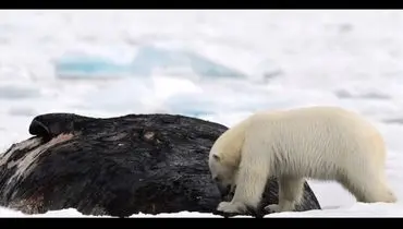 خرس ۳۰۰ کیلویی در حال خوردن نهنگ ۴۰ هزار کیلویی؛ عکس برگزیده ۲۰۲۵ نشنال جئوگرافیک