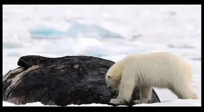 خرس ۳۰۰ کیلویی در حال خوردن نهنگ ۴۰ هزار کیلویی؛ عکس برگزیده ۲۰۲۵ نشنال جئوگرافیک