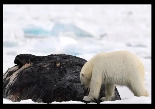 خرس ۳۰۰ کیلویی در حال خوردن نهنگ ۴۰ هزار کیلویی؛ عکس برگزیده ۲۰۲۵ نشنال جئوگرافیک