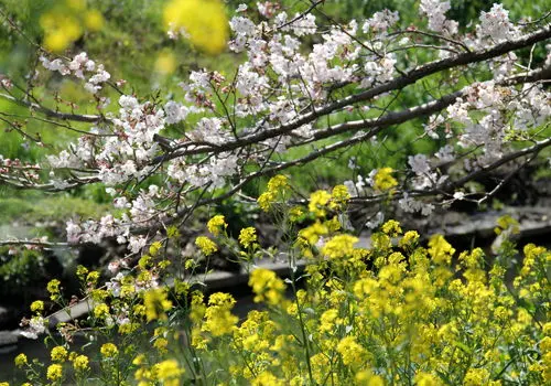 در بهار چه بخوریم؟/ معرفی ۵ ماده غذایی خوشمزه و مفید بهاری