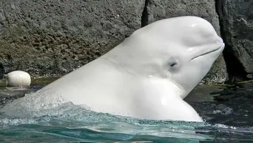 لحظه تماشایی عملیات نجات دو نهنگ سفید بلوگا+فیلم