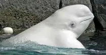 لحظه تماشایی عملیات نجات دو نهنگ سفید بلوگا+فیلم