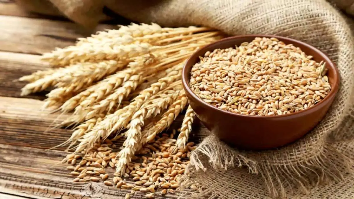 قیمت تعیین شده گندم از قیمت وارداتی بیشتر است
