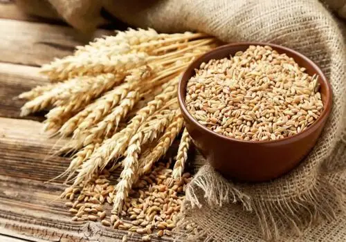 خرید تضمینی گندم ۱۴۰۴-۱۴۰۵ رسماً تصویب شد