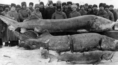 هیولای هفت‌متری در رودخانه؛ رکورد بزرگ‌ترین صید تاریخ + عکس