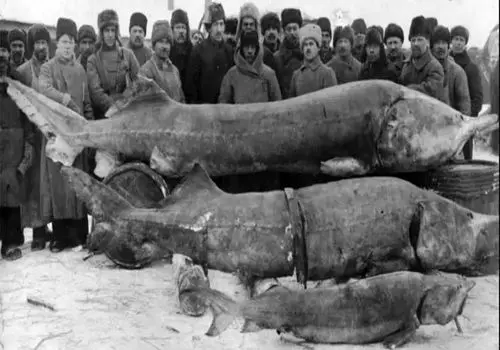 هیولای هفت‌متری در رودخانه؛ رکورد بزرگ‌ترین صید تاریخ + عکس