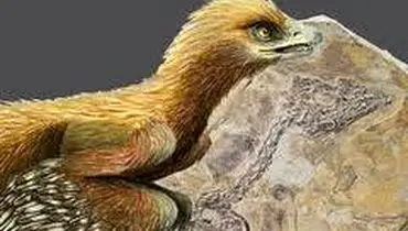 راز‌های جالب اولین پرندگان جهان که 150 میلیون سال قبل روی زمین زندگی می‌کرد + عکس
