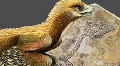 راز‌های جالب اولین پرندگان جهان که 150 میلیون سال قبل روی زمین زندگی می‌کرد + عکس
