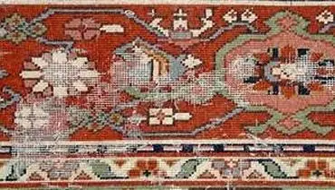  حشره بید چیست و چه آسیبی دارد؟