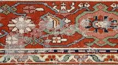  حشره بید چیست و چه آسیبی دارد؟