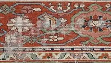  حشره بید چیست و چه آسیبی دارد؟