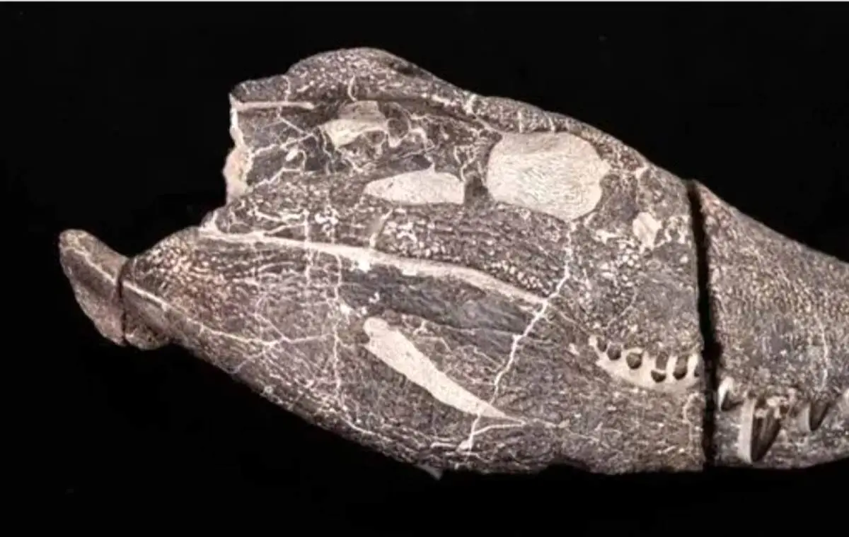 راز شگفت‌انگیز زمین فاش شد؛ هیولای ۷۰ میلیون ساله کشف شد