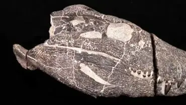 راز شگفت‌انگیز زمین فاش شد؛ هیولای ۷۰ میلیون ساله کشف شد