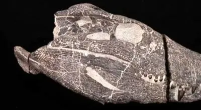 راز شگفت‌انگیز زمین فاش شد؛ هیولای ۷۰ میلیون ساله کشف شد