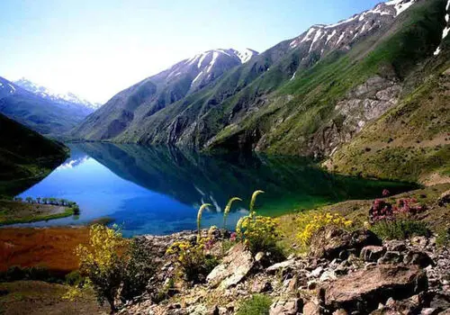 ثبت تصاویر تماشایی از همزیستی خرس‌های قهوه‌ای و کل‌وبزها در اشترانکوه+فیلم