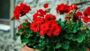 گل‌هایی که در تمام سال شکوفا می‌شوند