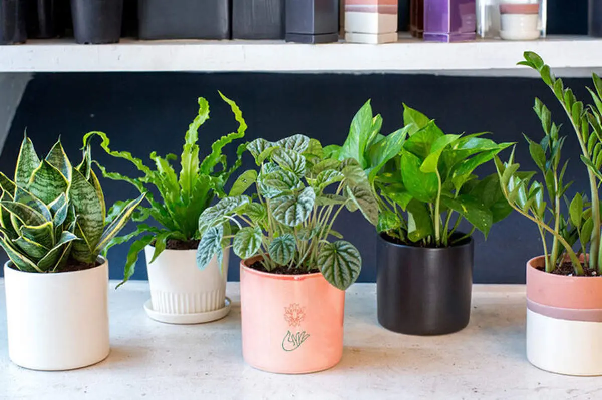 کدام گیاهان آپارتمانی کم‌نور برای نگهداری مناسب‌تر است؟
