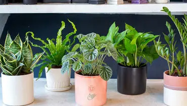 کدام گیاهان آپارتمانی کم‌نور برای نگهداری مناسب‌تر است؟
