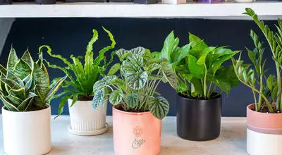 کدام گیاهان آپارتمانی کم‌نور برای نگهداری مناسب‌تر است؟
