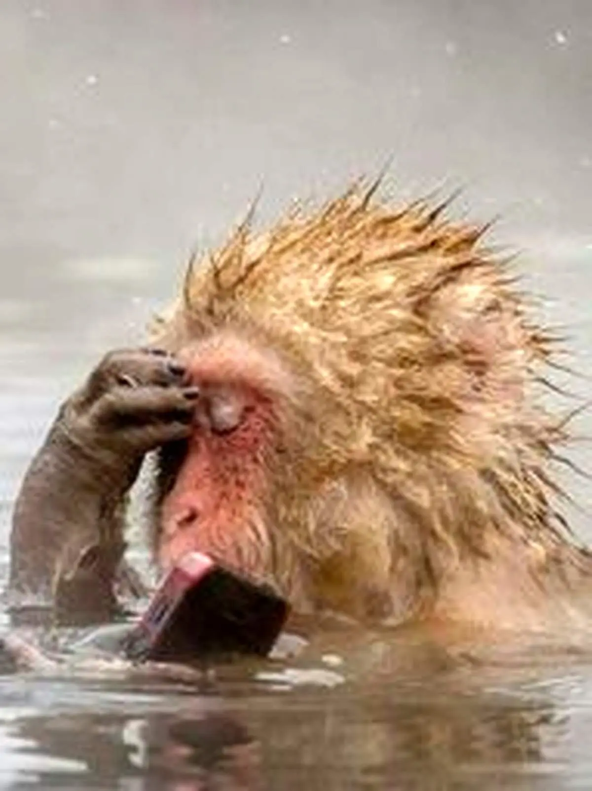 شما آنقدرها هم باهوش نیستید!