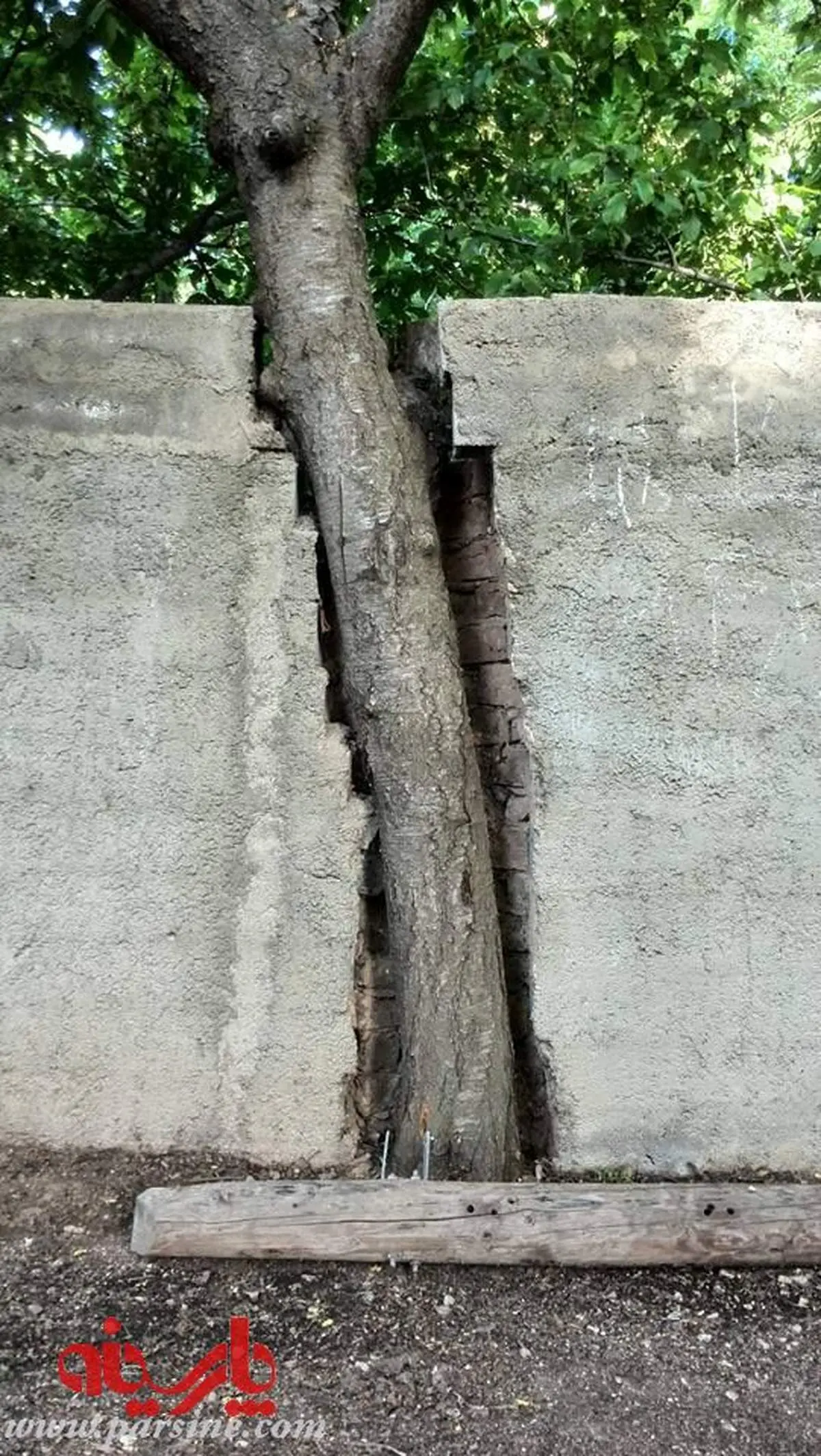 احترام به درخت/رامه