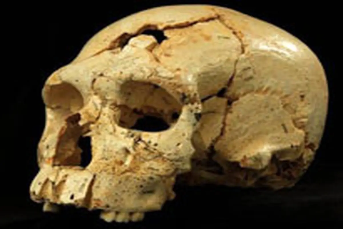 اولین قتل تاریخ بشر در 430 هزار سال قبل