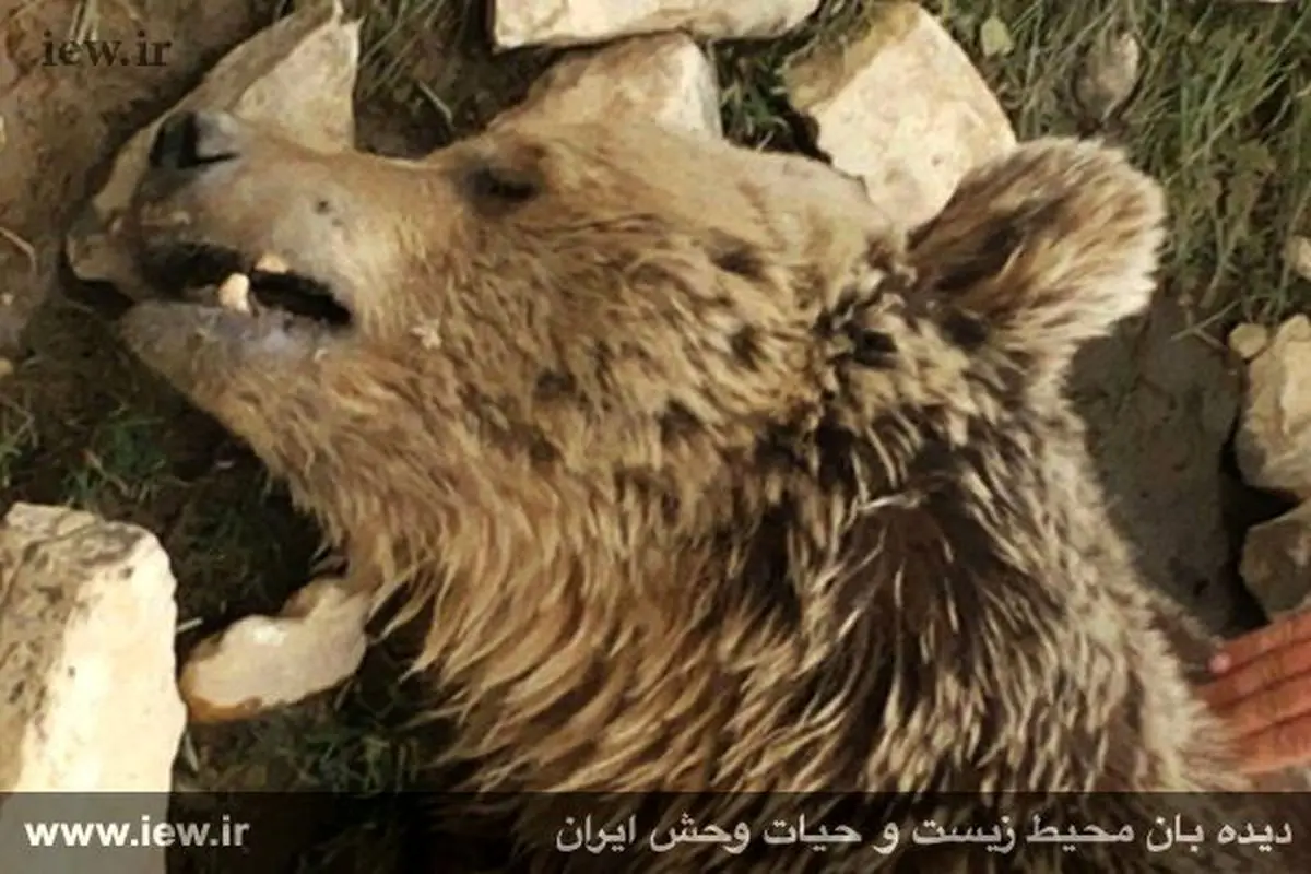 یک خرس قهوه ای به طرز بیرحمانه ای کشته شد+عکس