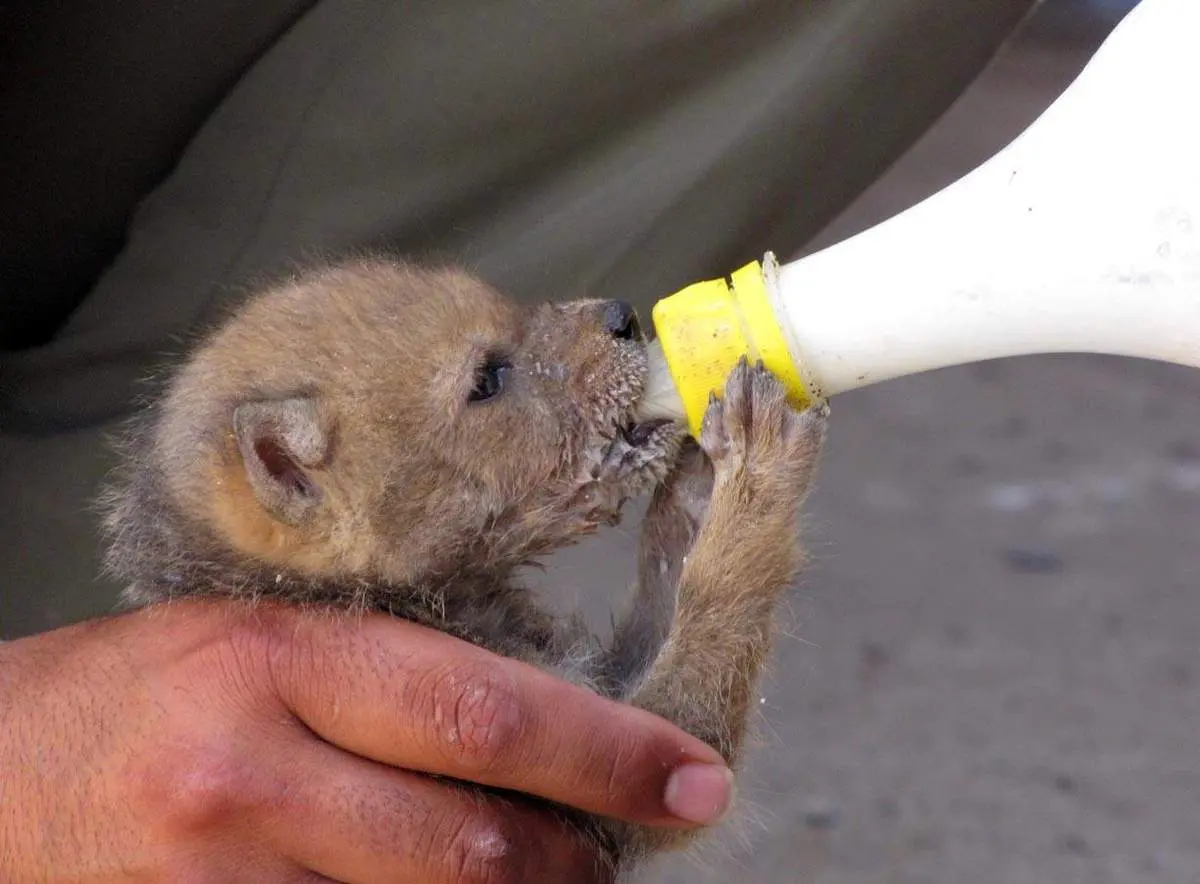 عکس:توله شغال!